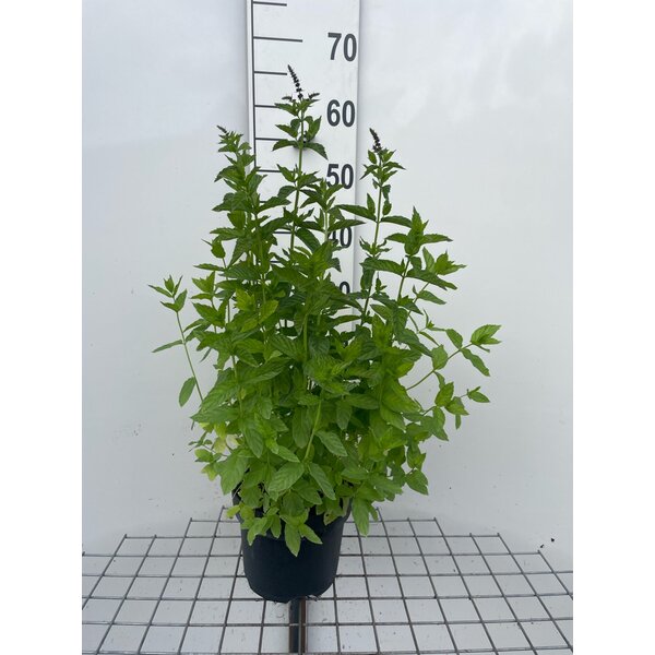 Mentha spicata - 3,0L