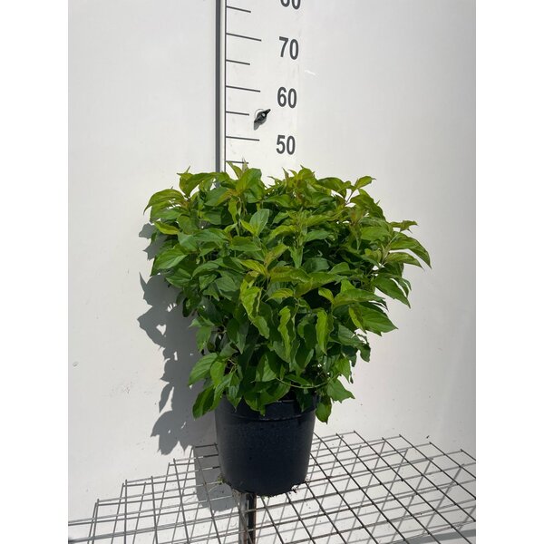 Cornus sericea 'Kelseyi' - 7,5L