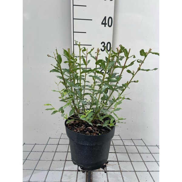 Salix integra 'Hakuro-nishiki' - 3,0L