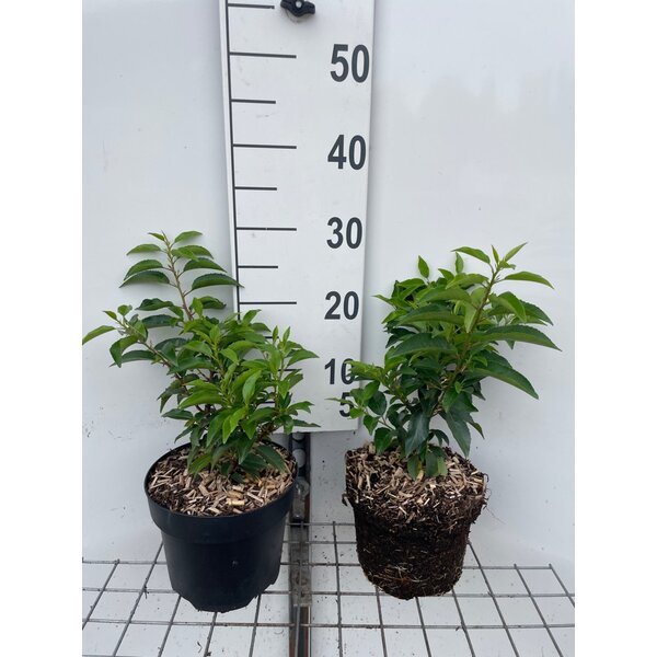 Prunus lusitanica 'Angustifolia' - 3,0L