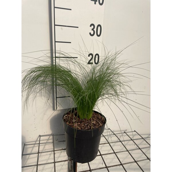 Stipa tenuissima 'Ponytails' - 1,3L