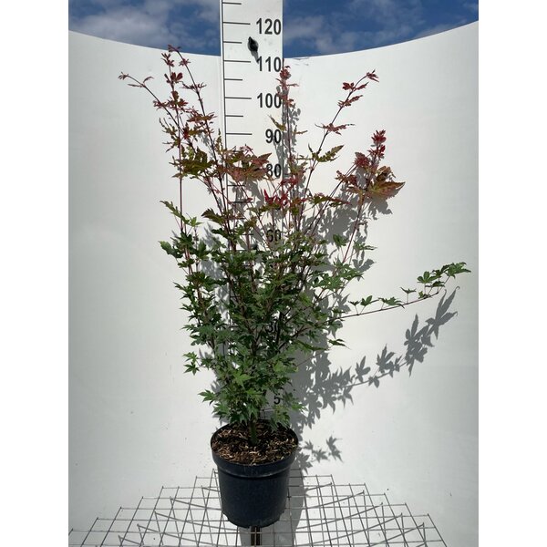Acer palmatum Brown Sugar - 7,5L