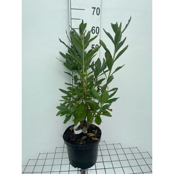 Rhododendron (bladverliezend) 'Nabucco' Rood - 5,0L