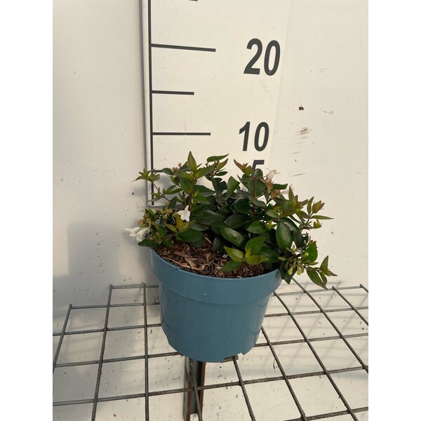 Abelia grandiflora - 2,0L