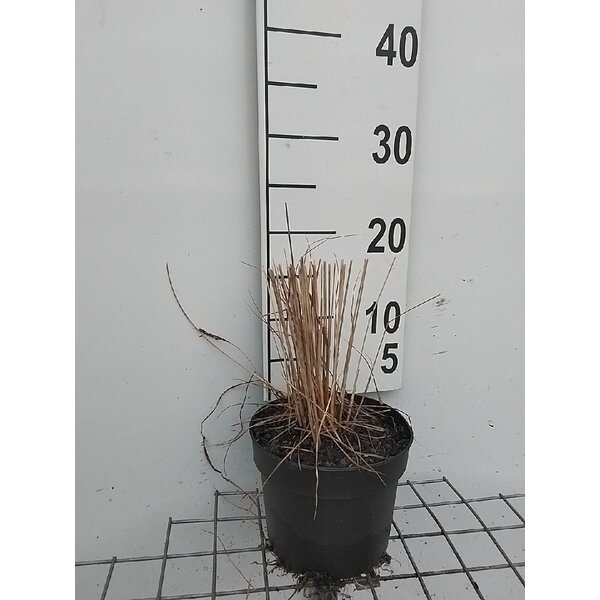 Molinia caerulea 'Moorflamme' - 2,0L