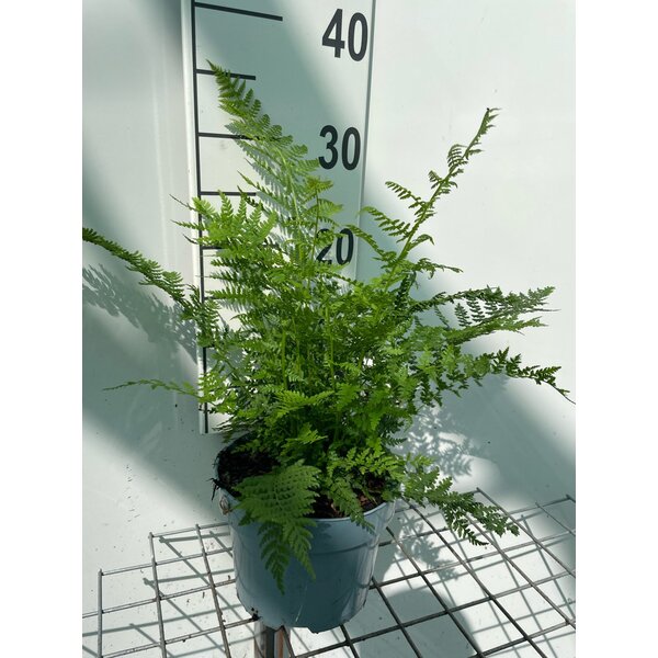 Athyrium filix-femina - 2,0L