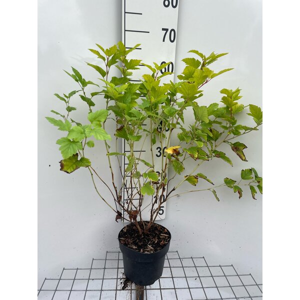 Physocarpus opulif. 'Dart's Gold' - 3,0L 60+