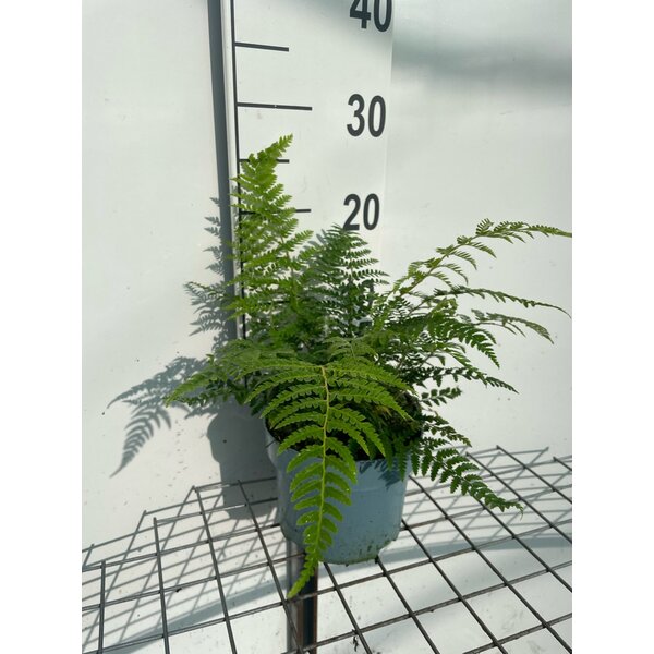 Polystichum setiferum - 2,0L