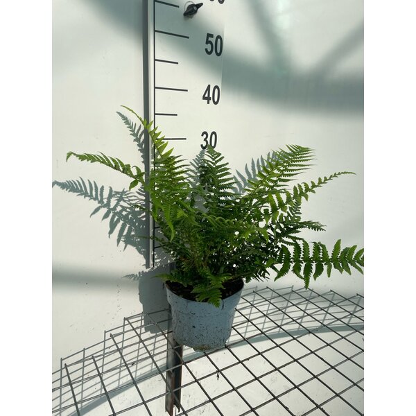 Dryopteris affinis - 2,0L