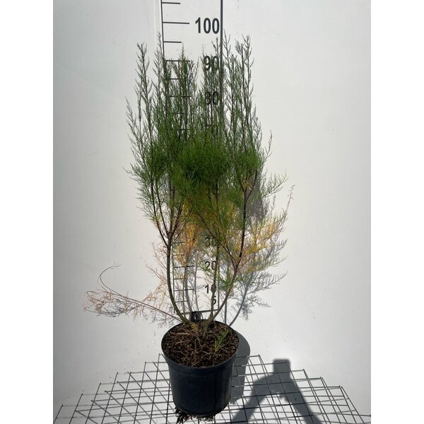 Tamarix tetrandra - 7,5L 80+
