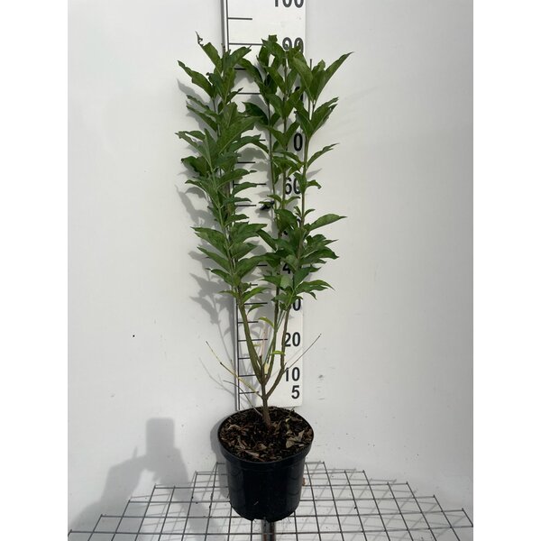 Euonymus europaeus 'Red Cascade' - 5,0L