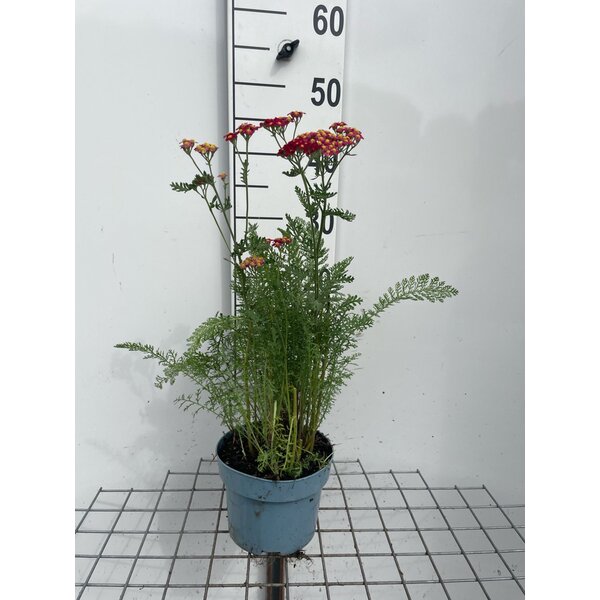 Achillea m. 'Paprika' - 2,0L