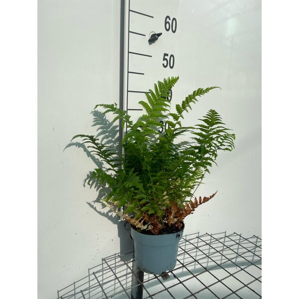 Dryopteris filix-mas - 2,0L