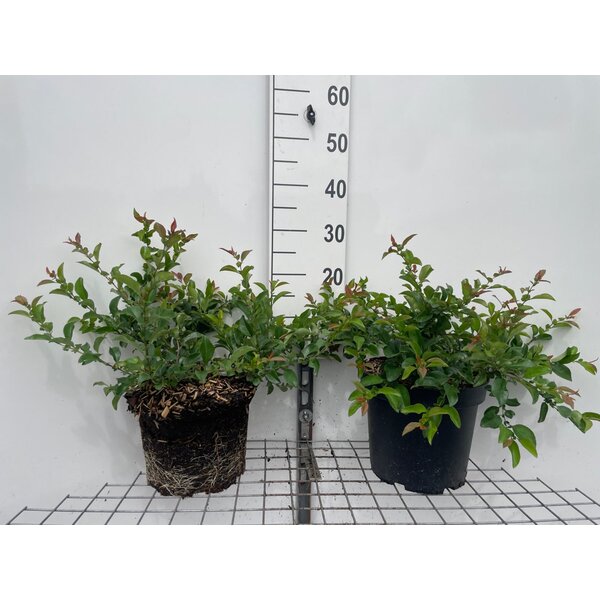 Chaenomeles sup. 'Jet Trail' - 7,5L