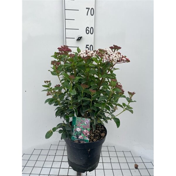 Viburnum tinus Lisarose - 7,5L 40+
