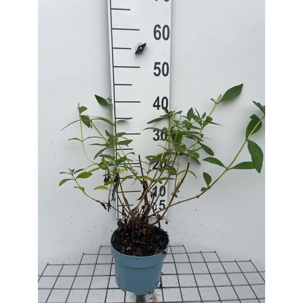 Buddleja weyeriana 'Sungold' - 2,0L