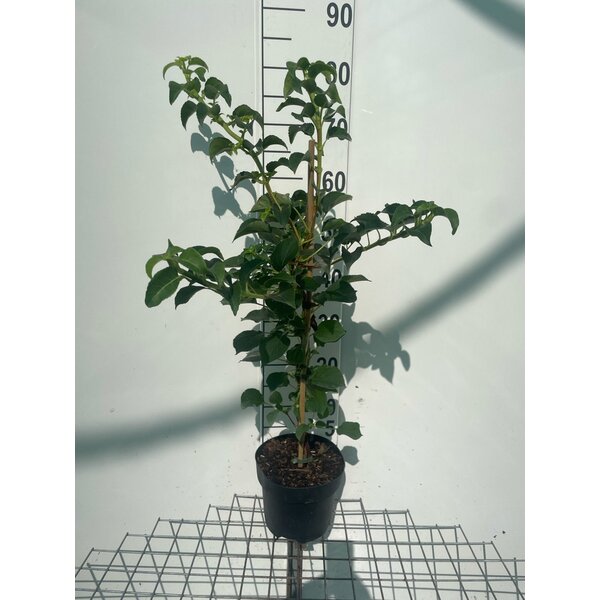 Hydrangea anomala petiolaris - 3,0L 60+