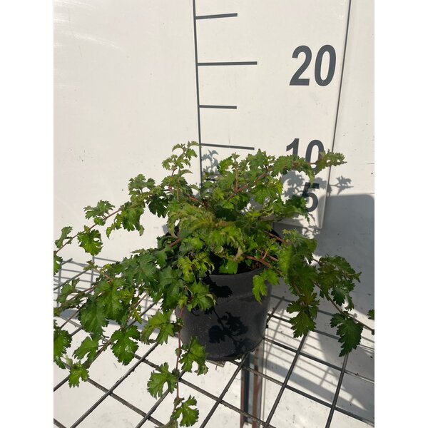 Stephanandra incisa 'Crispa' - 1,3L