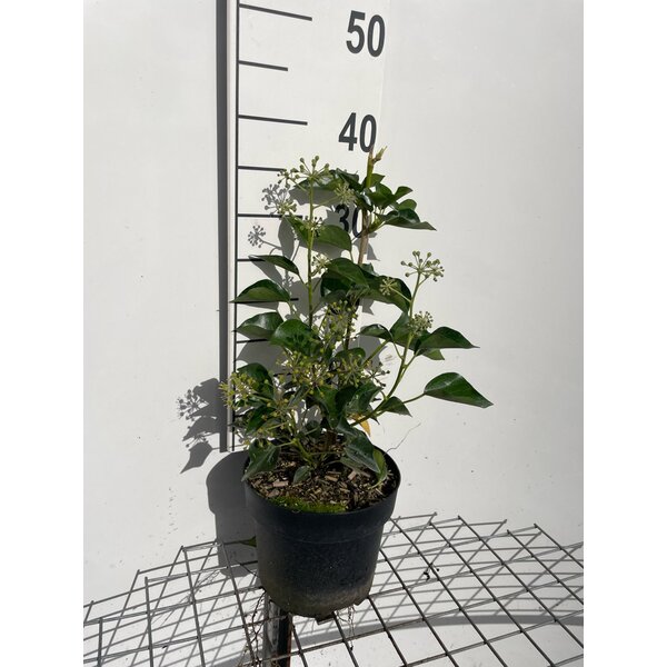Hedera hel. 'Arborescens' - 3,0L