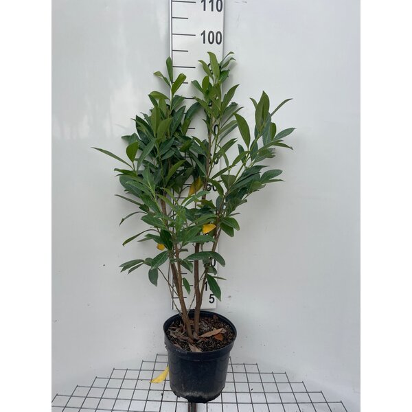 Prunus l. 'Caucasica' - 5,0L 80+