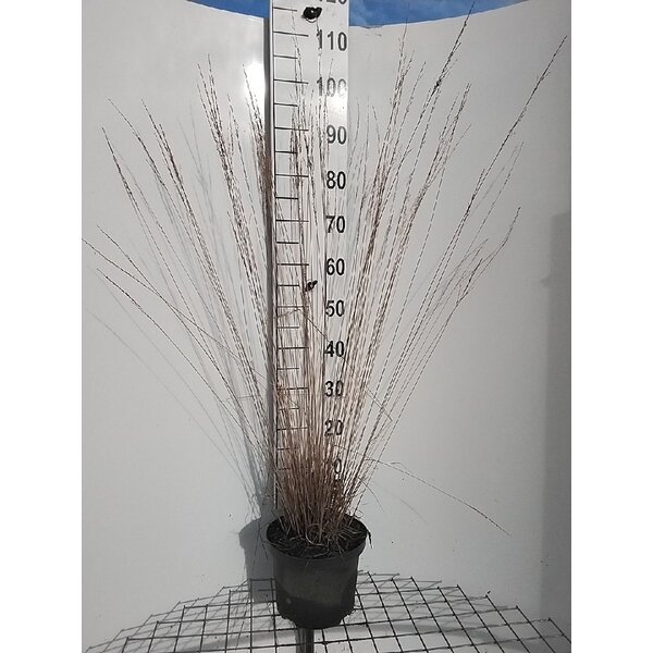 Molinia caerulea 'Moorflamme' - 5,0L