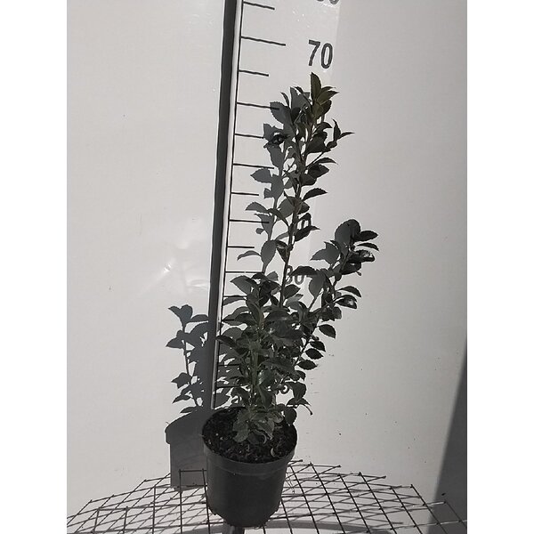 Ilex meserv. Heckenfee - 3,0L 60+