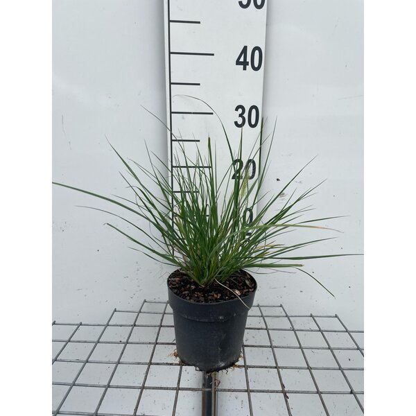 Pennisetum al. 'Hameln' - 1,3L