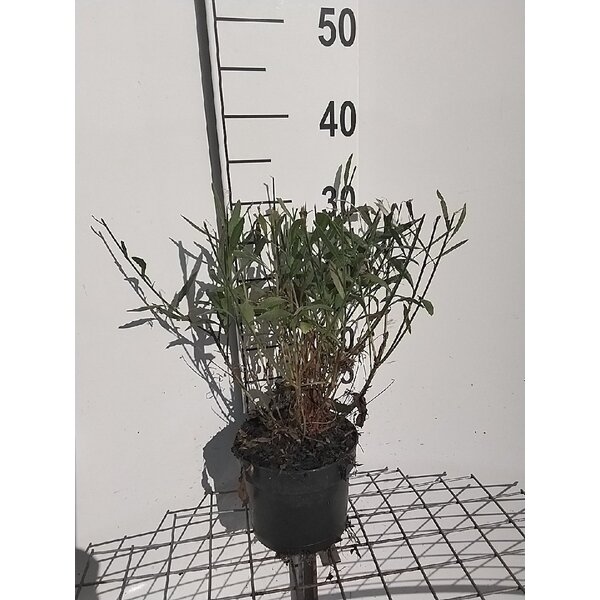 Gaura lindheimeri - 2,0L