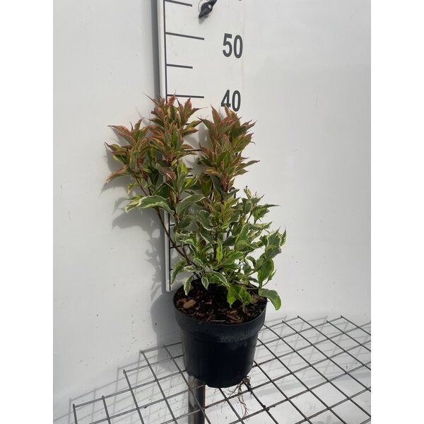 Weigela 'Nana Variegata' - 3,0L 30+