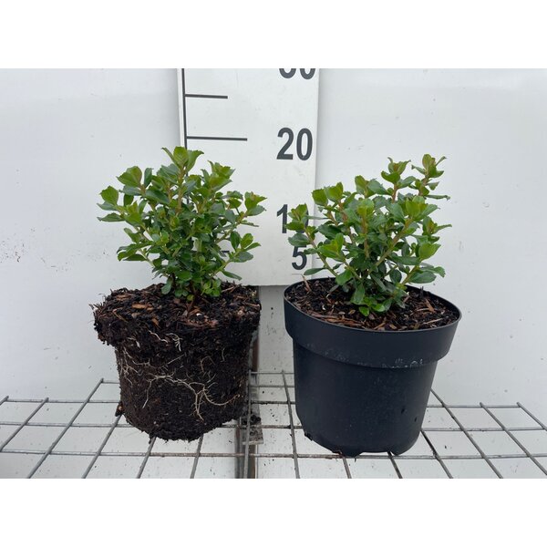 Escallonia 'Apple Blossom' - 3,0L