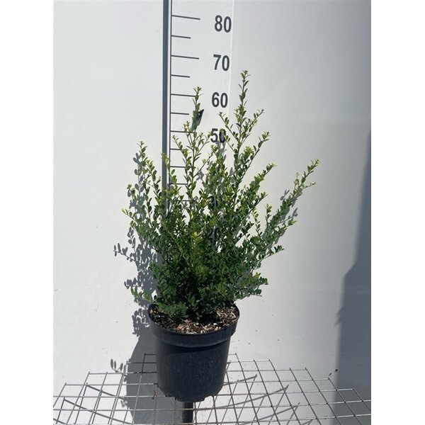 Ilex crenata 'Green Hedge' - 7,5L 50+
