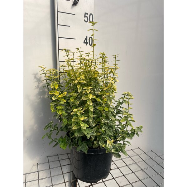 Euonymus fort. 'Emerald 'n' Gold' - 5,0L