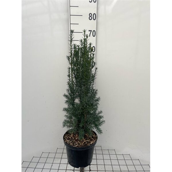 Taxus media 'Hillii' - 5,0L 60+