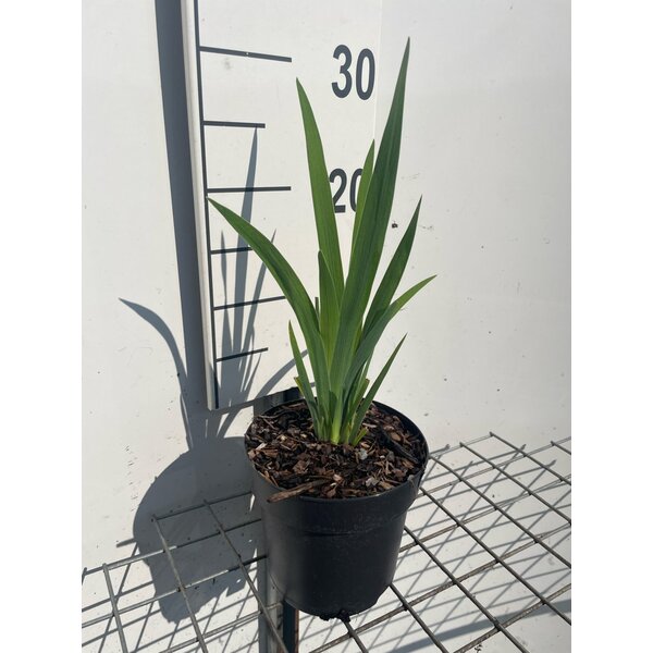 Iris versicolor - 1,3L