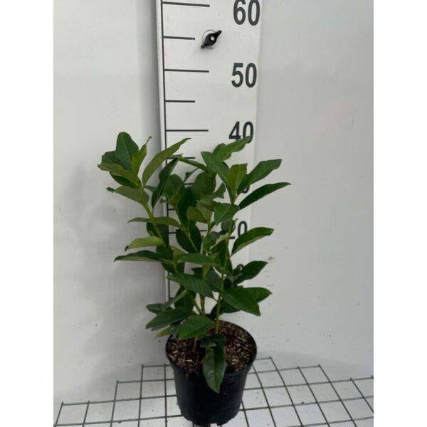 Prunus l. Genolia - 2,0L 30+