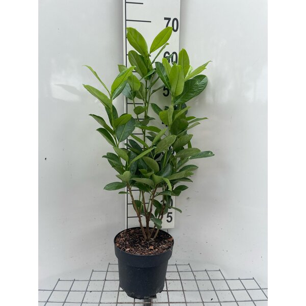 Prunus l. 'Rotundifolia' - 3,0L 60+