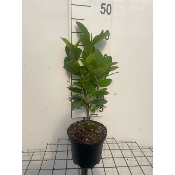 Prunus l. 'Rotundifolia' - 2,0L 40+