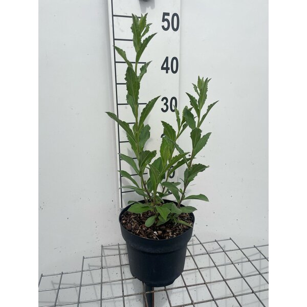 Aster frikartii 'Mönch' - 3,0L