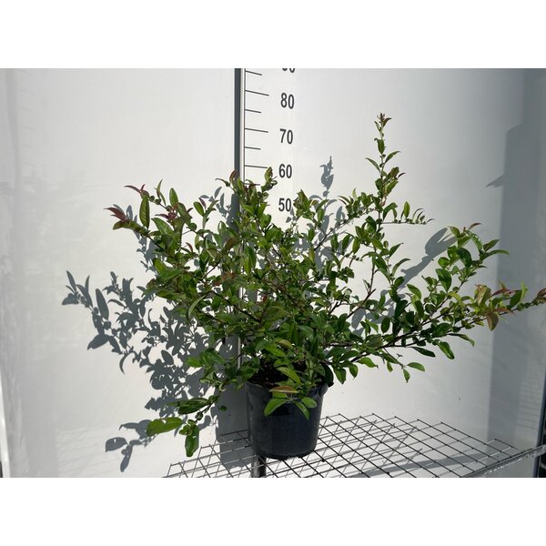 Chaenomeles spec. 'Nivalis' - 7,5L 40+