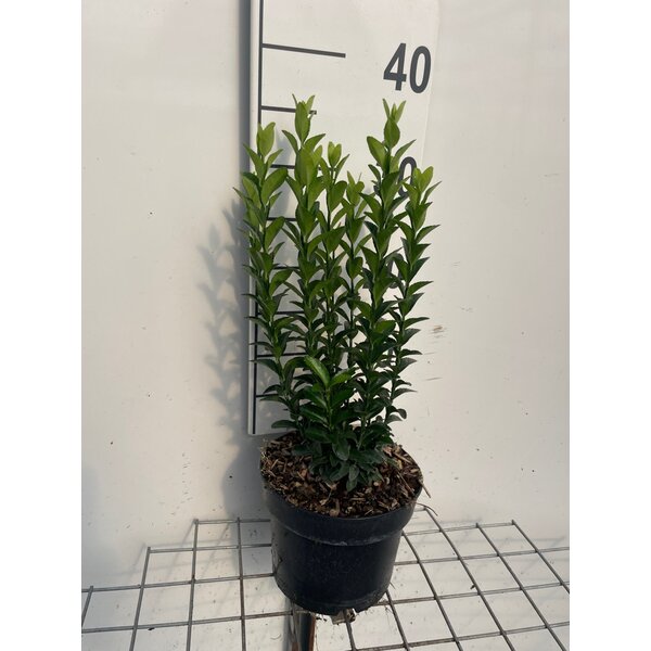 Euonymus jap. 'Jean Hugues' - 2,0L 30+