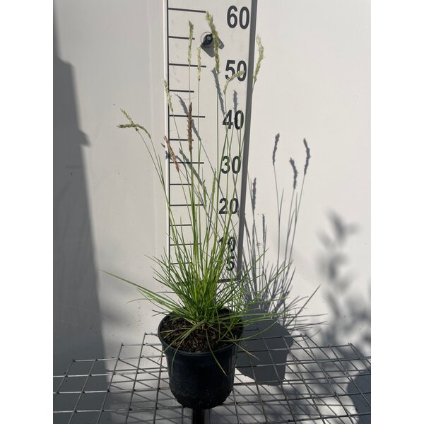 Sesleria autumnalis - 2,0L