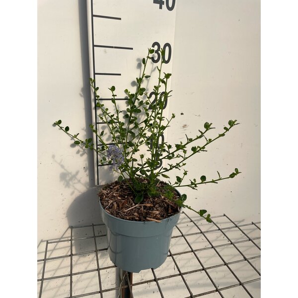 Ceanothus impressus 'Victoria' - 2,0L