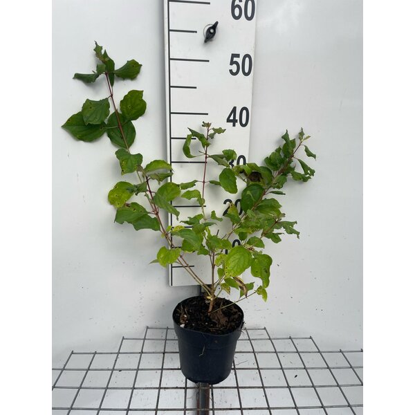 Cornus sang. 'Midwinter Fire' - 1,3L
