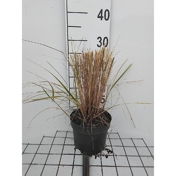 Calamagrostis acut. 'Overdam' - 2,0L