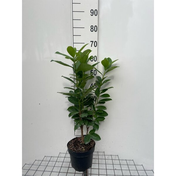 Prunus l. 'Novita' - 3,0L 60+