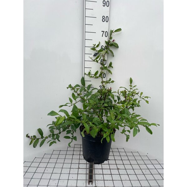 Chaenomeles spec. 'Nivalis' - 7,5L