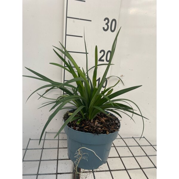 Liriope muscari 'Monroe White' - 2,0L