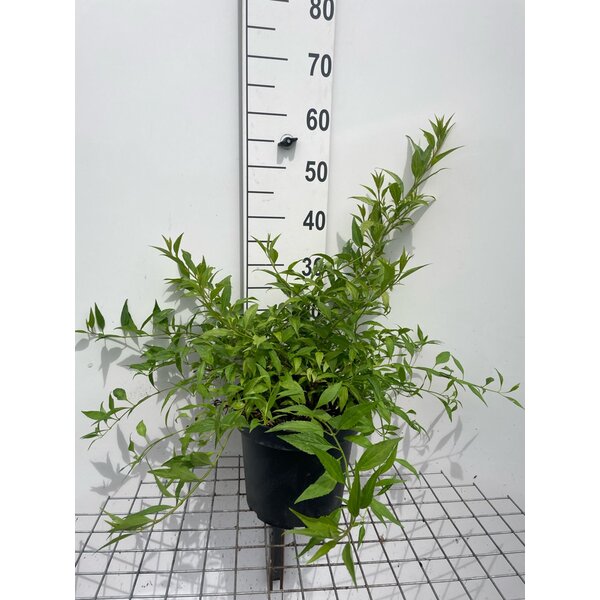 Forsythia Marée d'Or - 7,5L