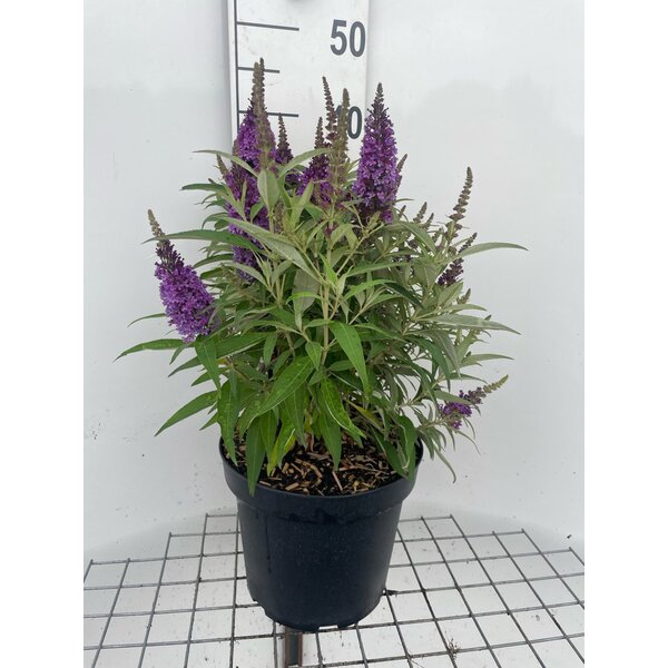Buddleja d. Butt. Candy Little Purple - 7,5L