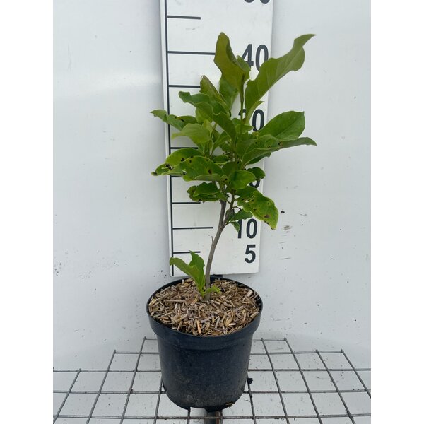 Magnolia 'Susan' - 3,0L
